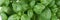 Closeup basil, panoramic image. Green fresh basil leaf plant