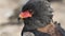 Closeup of a Bateleur eagle