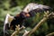 Closeup of a bateleur Terathopius ecaudatus eagle, bird of prey, perched on a branch with open wings