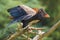 Closeup of a bateleur Terathopius ecaudatus eagle, bird of prey, perched on a branch with open wings