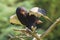 Closeup of a bateleur Terathopius ecaudatus eagle, bird of prey, perched on a branch with open wings