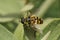 Closeup on the Batman or Deadhead hoverfly, Myathropa florea sitting on a green leaf