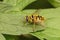 Closeup of a Batman hoverfly on green leaves in the garden (Myathropa florea)