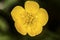 Closeup of battered buttercup flower at Belding Preserve, Vernon