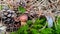 Closeup of a Bay bolete with green and yellowing grass background