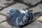 Closeup of beady eyed feral pigeon, Columba livia domestica, also called city doves, city pigeons, or street pigeons