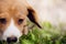 Closeup beagle puppy portrait