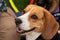 Closeup of a Beagle Service Dog