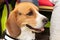 Closeup of a Beagle Service Dog