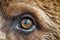 Closeup bear eyes animal. Generate Ai