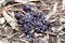 Closeup of bear scat full of blueberries