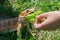 Closeup of a Bearded Dragon Pogona vitticeps on green grass. Exotic domestic pet