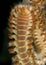 Closeup of a Bearded Fireworm - Bonaire