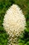 Closeup of Beargrass in the wild