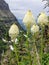 Closeup of Beargrass Xerophyllum tenax white flower on Highline Trail at Logan Pass on the Going to the Sun Road in Glacier Nati