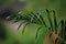 Closeup beatiful green palm leaf,palm branches with green leaves,dark green tone of palm leaf