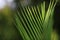 Closeup beatiful green palm leaf With sunlight shining on the palm leaves,palm branches with green leaves
