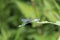 Closeup of Beatutiful Blue Dragonfly on Leaf