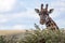 Closeup of a beautiful adult masai giraffe in the african wilderness