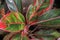 Closeup of Beautiful aglaonema ornamental Dark pink and green le