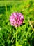 Closeup of beautiful alpine thistle on meadow on a bright day.