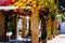 Closeup on a beautiful arbor covered with climbing plants with c
