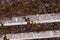 Closeup on a beautiful arbor covered with climbing plants with c