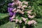 Closeup of beautiful azaleas and rhododendrons