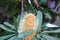 Closeup of a beautiful Banksia flower on a tree in a garden