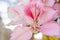 Closeup of beautiful Bauhinia Variegata light pink flower.