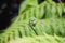 Closeup on beautiful begining new life of young tree fern at the