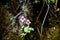 Closeup of a beautiful begonia difformis flowers on peat mosses and lichens