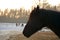 Closeup of beautiful black horse in rays of winter evening sunset.