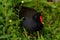 Closeup of a beautiful black moorhen bird on green grass