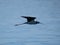 Closeup of a beautiful black-winged stilt bird in flight above a tranquil lake