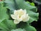 Closeup of beautiful blooming pure white lotus flower supported by green leaves