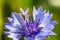 Closeup of a beautiful blue purple cornflower, bachelor`s button and a hornet, bee