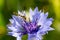 Closeup of a beautiful blue purple cornflower, bachelor`s button and a hornet, bee