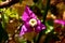 Closeup of a beautiful bougainvillea purple flower