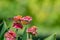 Closeup of a beautiful bright orange and black monarch butterfly feeding on a brilliant pink zinnia flower bloom in a garden.