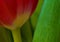 Closeup of a beautiful bright red tulip, details of a tulip flower