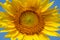 Closeup beautiful bright yellow fresh sunflower head showing pollen detail pattern and soft petal with blue sky background, select