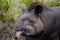 Closeup beautiful brown tapir, biggest mammal of the Amazon rainforest