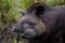 Closeup beautiful brown tapir, biggest mammal of the Amazon rainforest