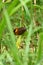 closeup the beautiful brown yellow color butterfly hold and sitting on green corncob plant leaf in the farm soft focus natural