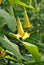 Closeup of beautiful Brugmansia aurea growing in a garden on a sunny day