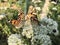 Closeup beautiful butterflies sitting on flower