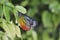 Closeup beautiful butterfly on wild water plum white flower in summer garden, monarch tiger butterfly wildlife insect in nature