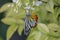 Closeup beautiful butterfly on wild water plum white flower in summer garden, monarch tiger butterfly wildlife insect in nature