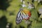 Closeup beautiful butterfly on wild water plum white flower in summer garden, monarch tiger butterfly wildlife insect in nature